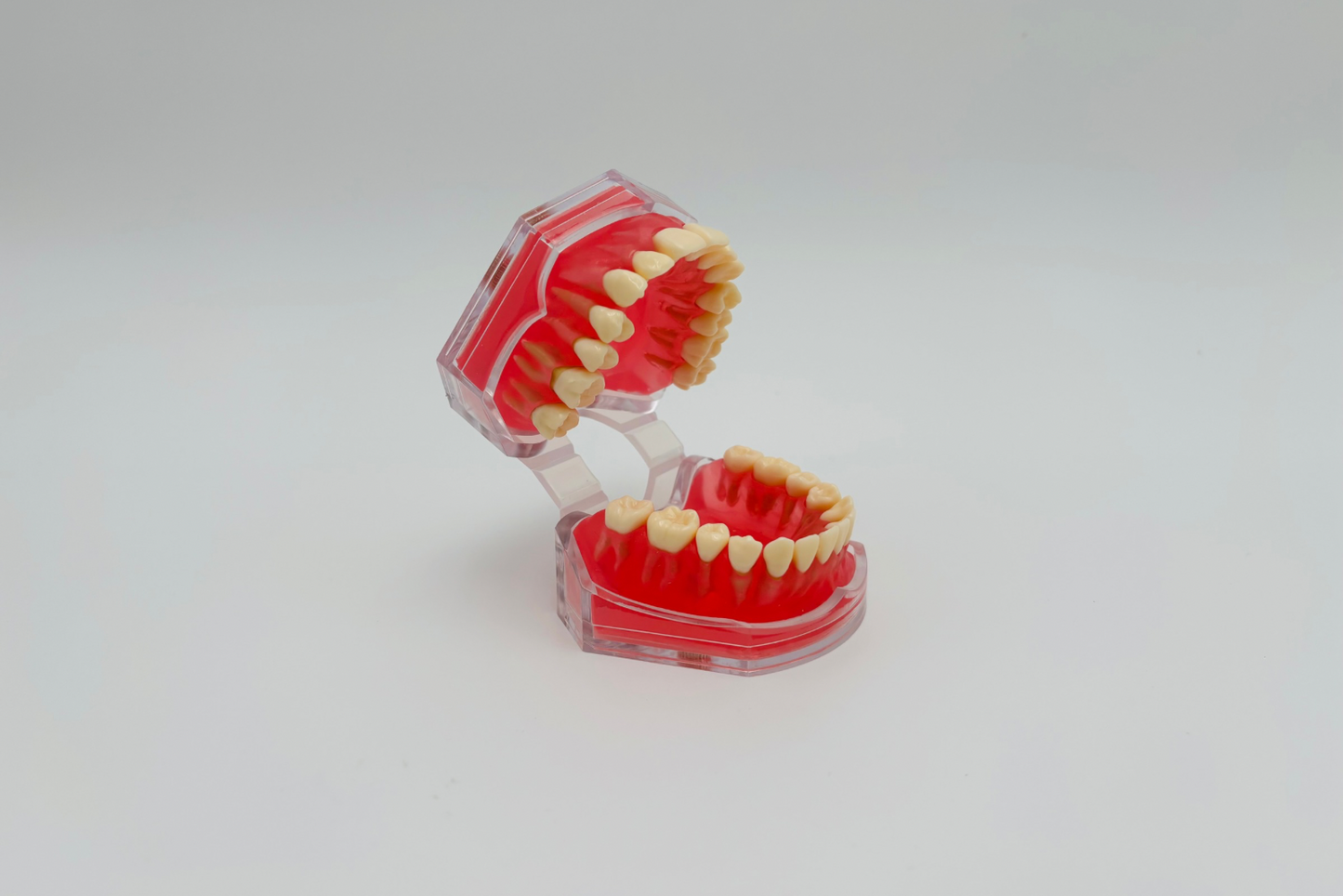 Modèle dents/mâchoire malléable