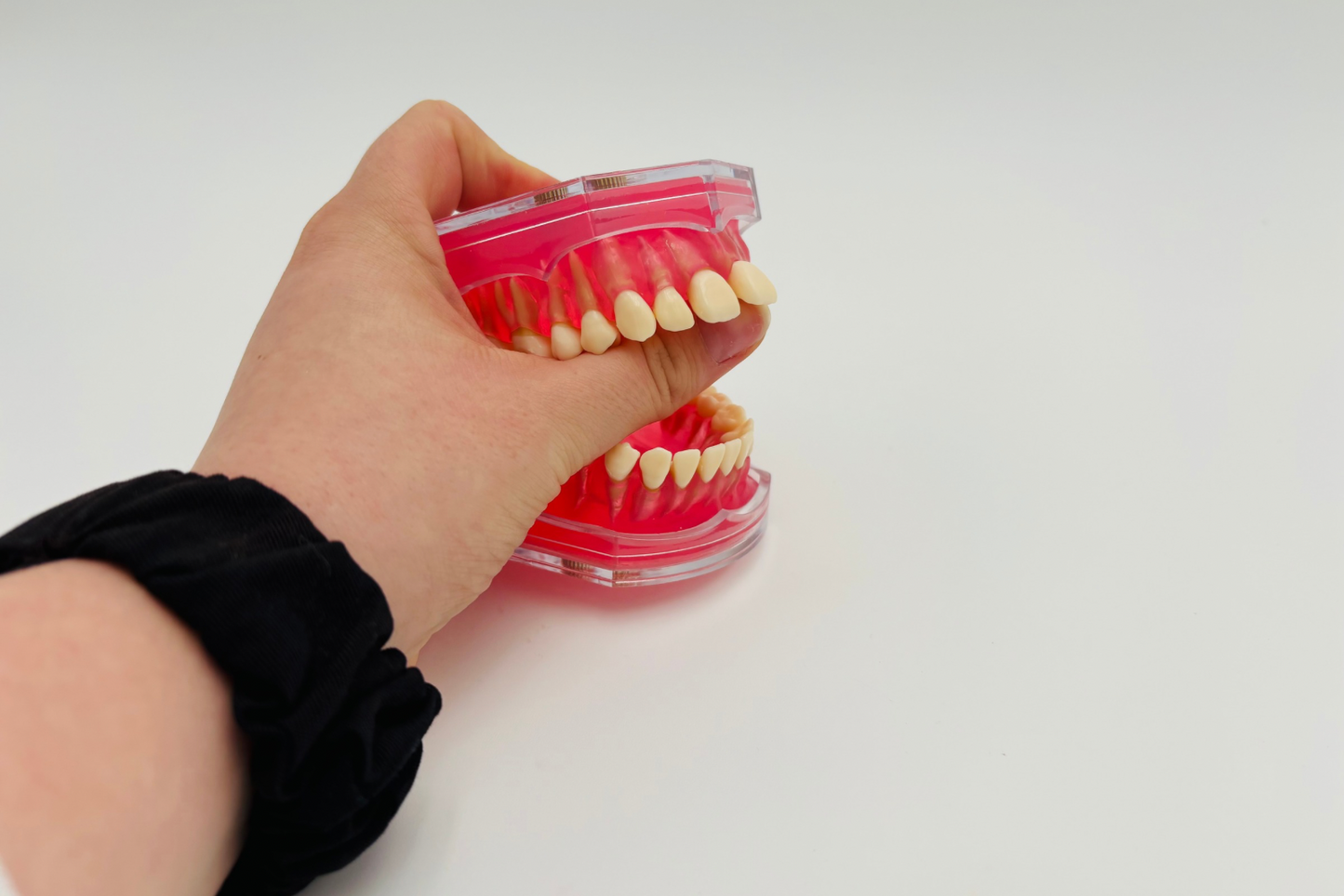 Modèle dents/mâchoire malléable