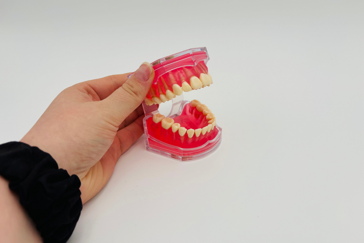 Modèle dents/mâchoire malléable