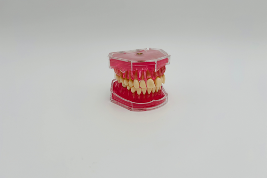 Modèle dents/mâchoire malléable